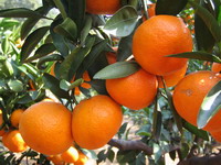 citrus-canker